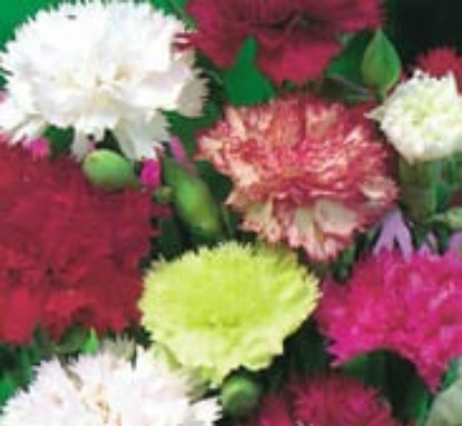 Picture of Carnation - Superb Series Formula Mixed